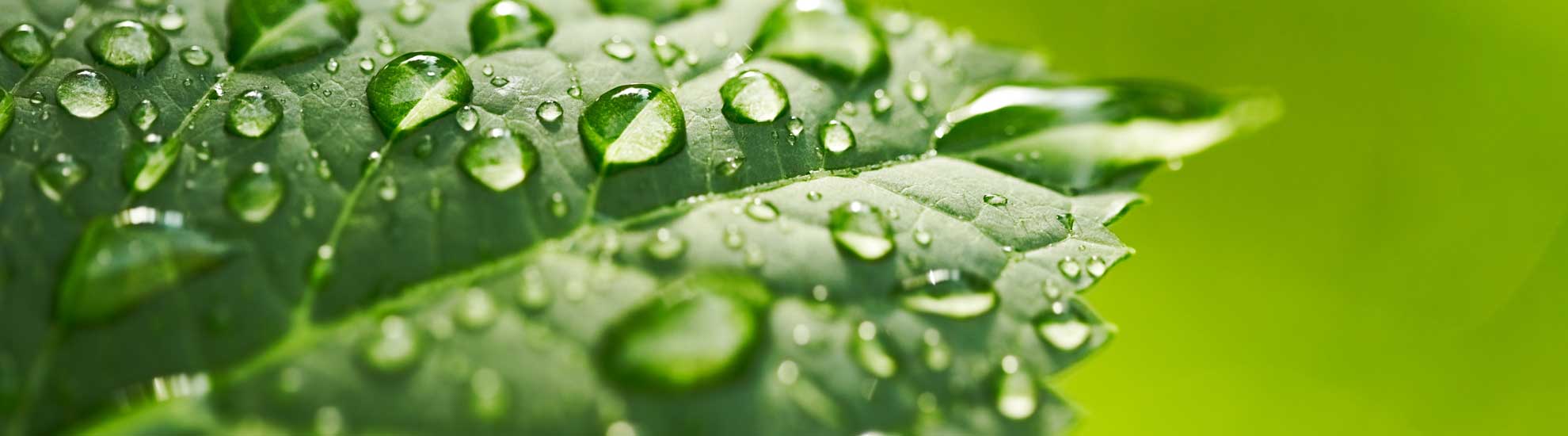 leaf with rain drops on it